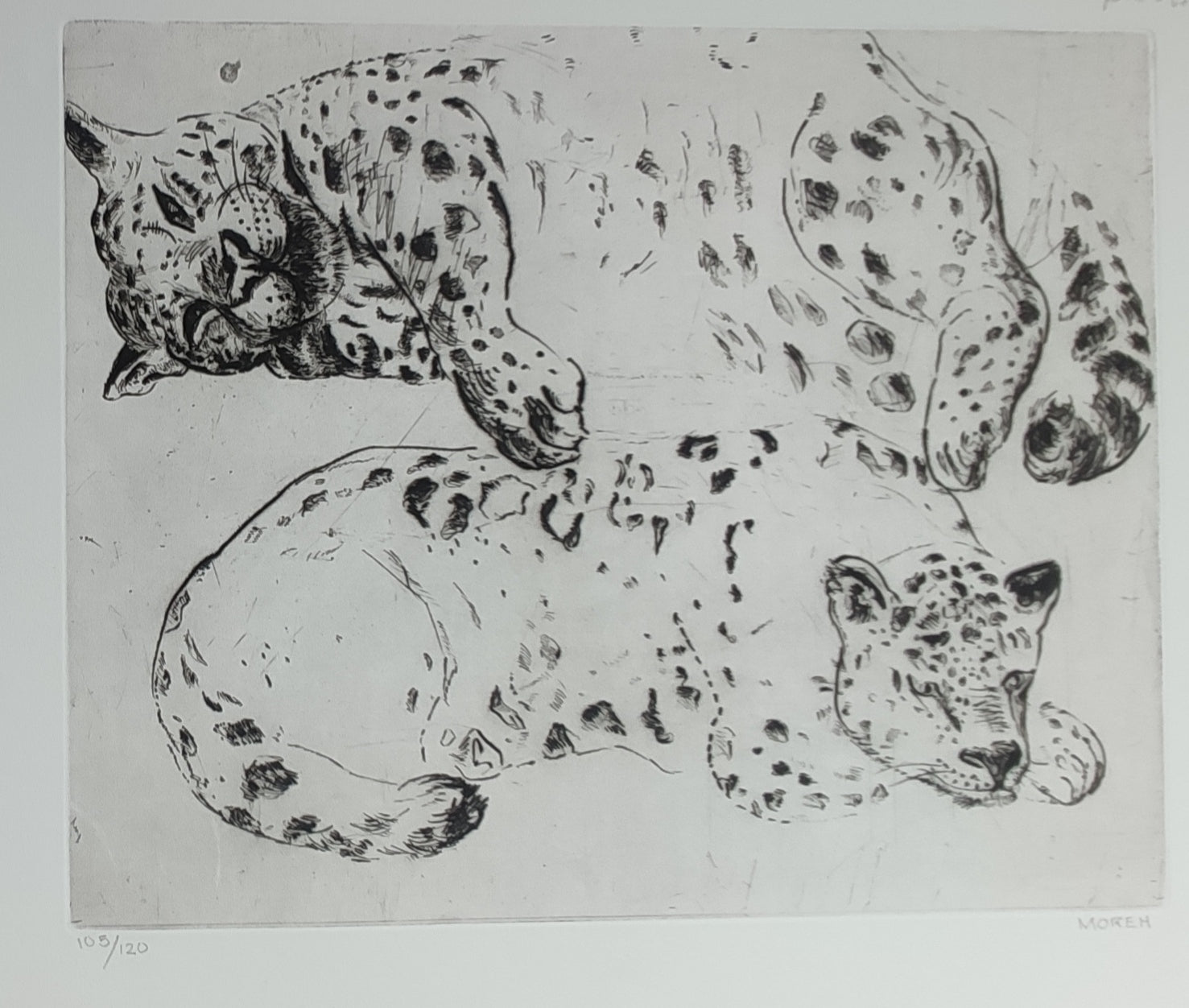 Les deux Panthères. 2014