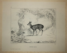 Charger l'image dans la galerie, Le jeune Axis.