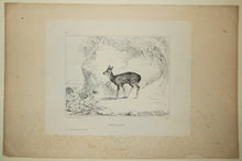 Charger l'image dans la galerie, Le jeune Axis.