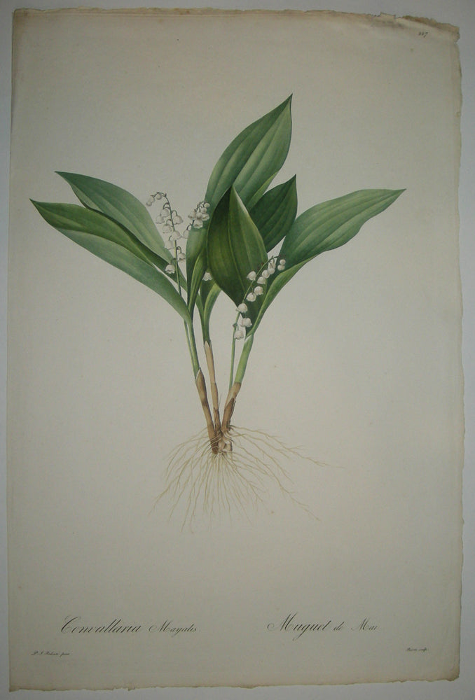 Muguet de Mai.