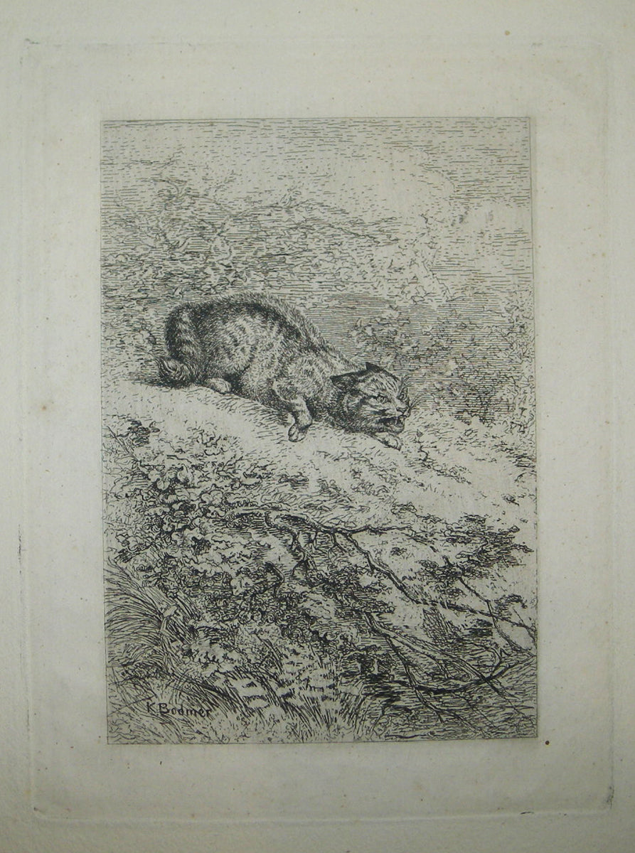 Le lynx.