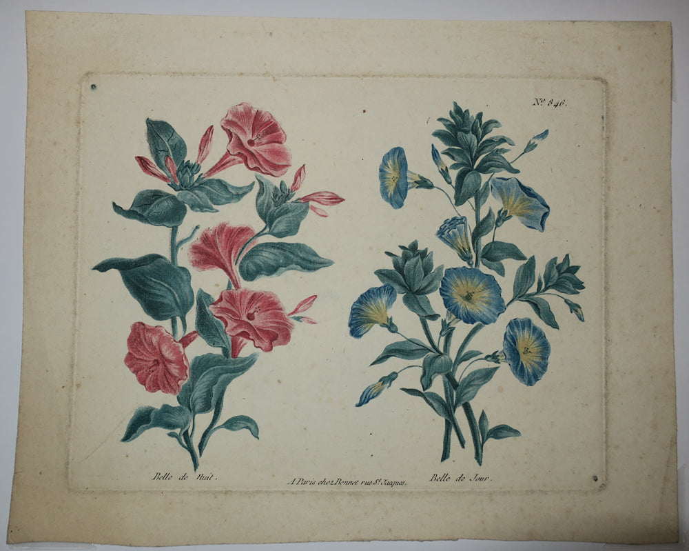 Fleurs à couleur. Belle de nuit et Belle de jour.