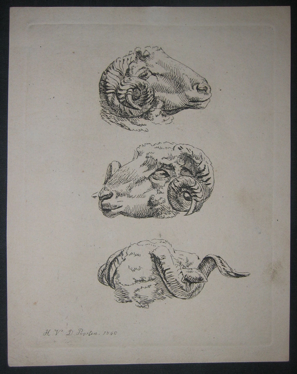 Têtes de mouton.