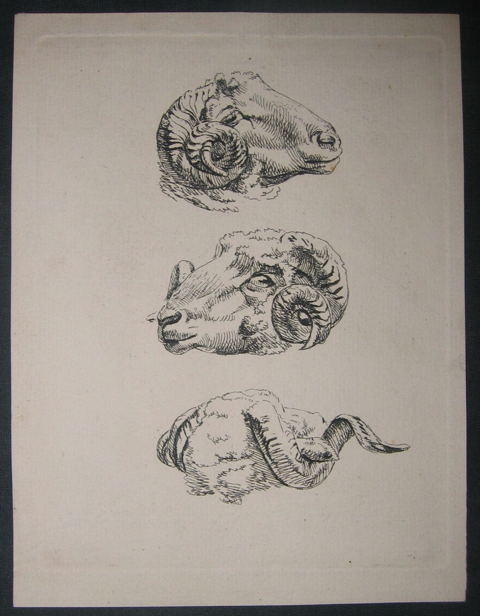 Têtes de mouton.