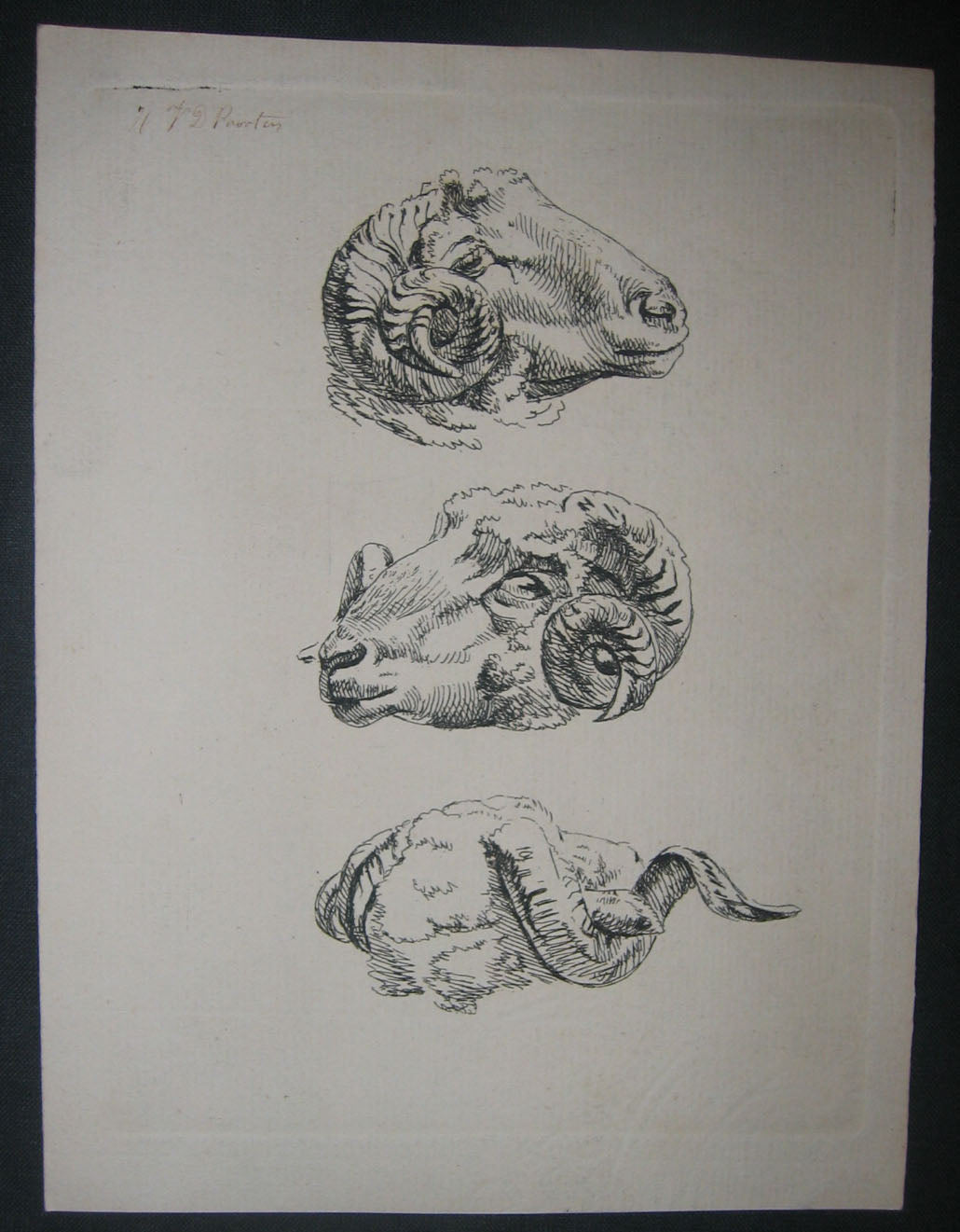 Têtes de mouton, la même.