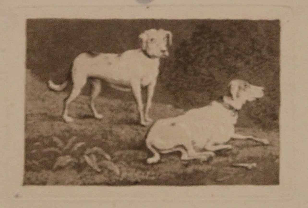 Deux chiens.