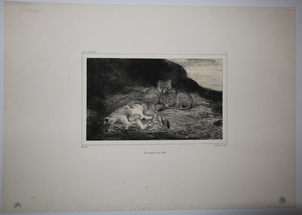 Une lionne & ses petits.
