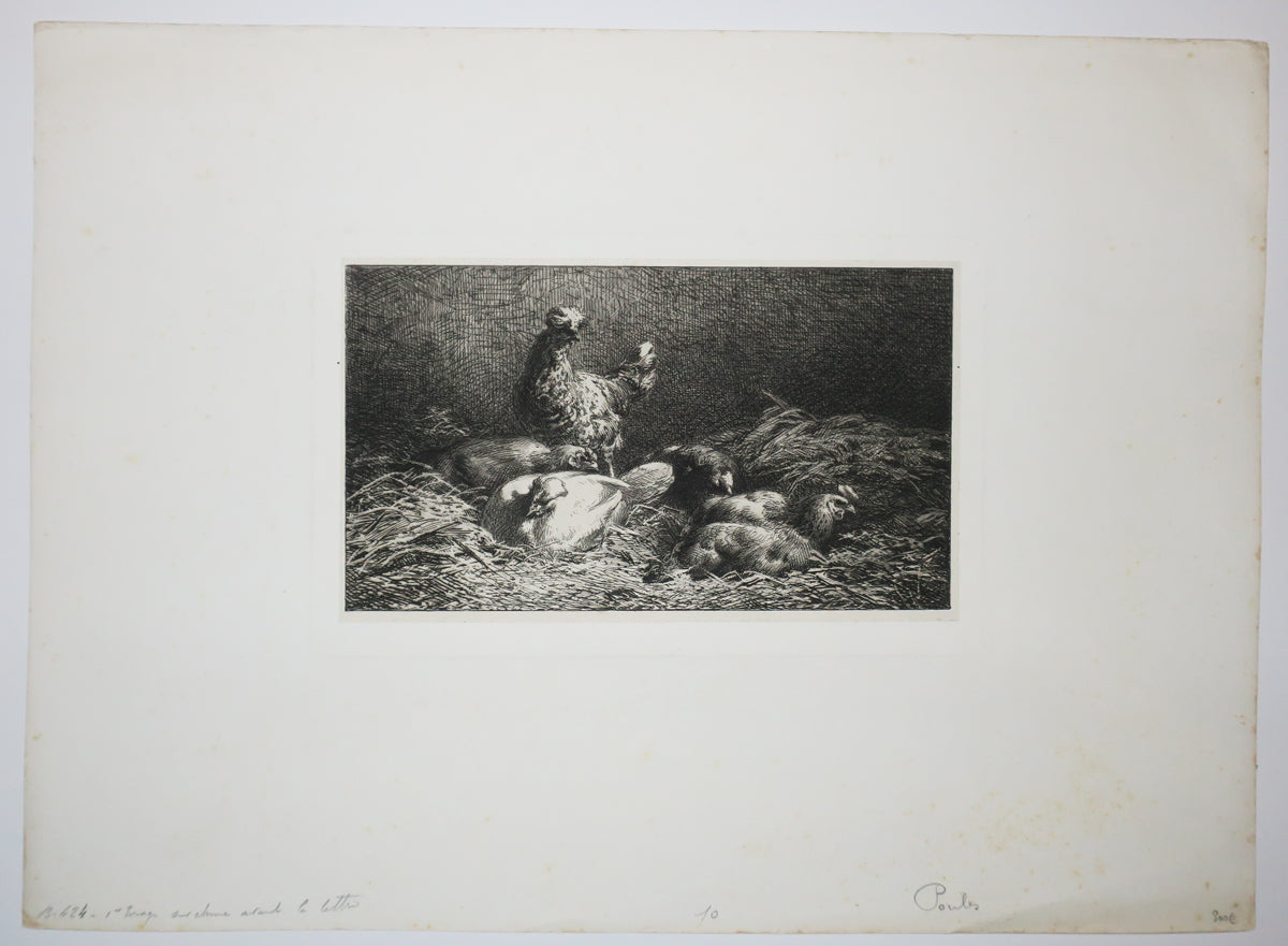 Poules.