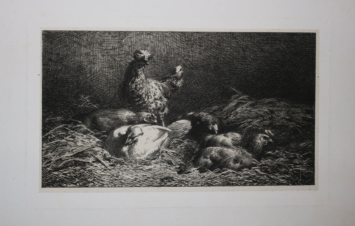 Poules.