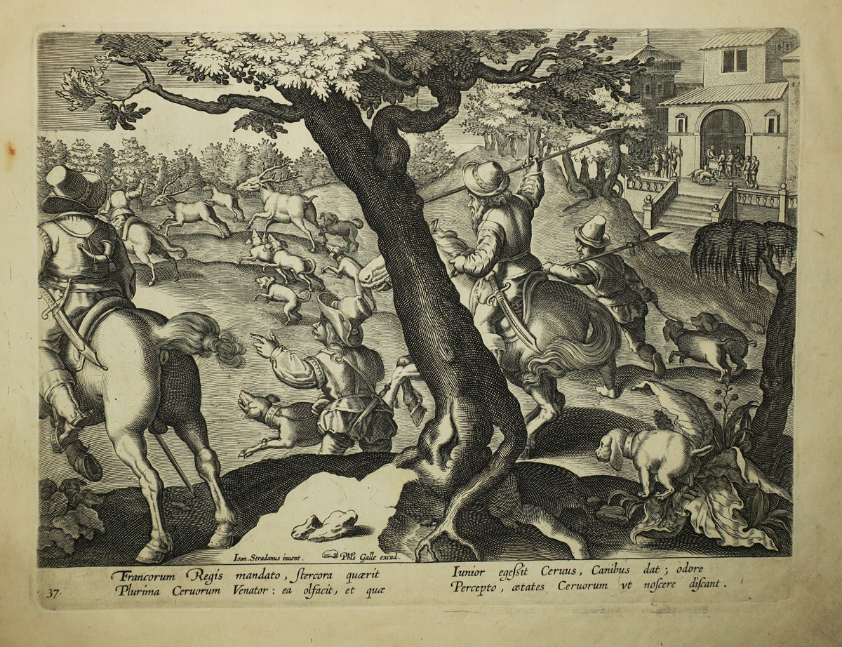 L'entrainement des chiens à la chasse aux cerfs.