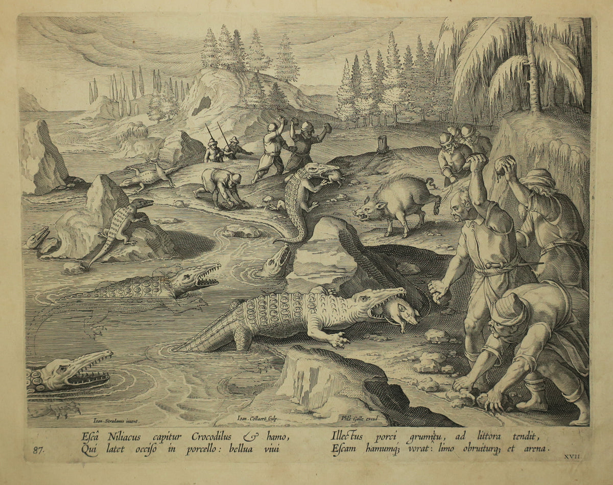 Chasse aux crocodiles.