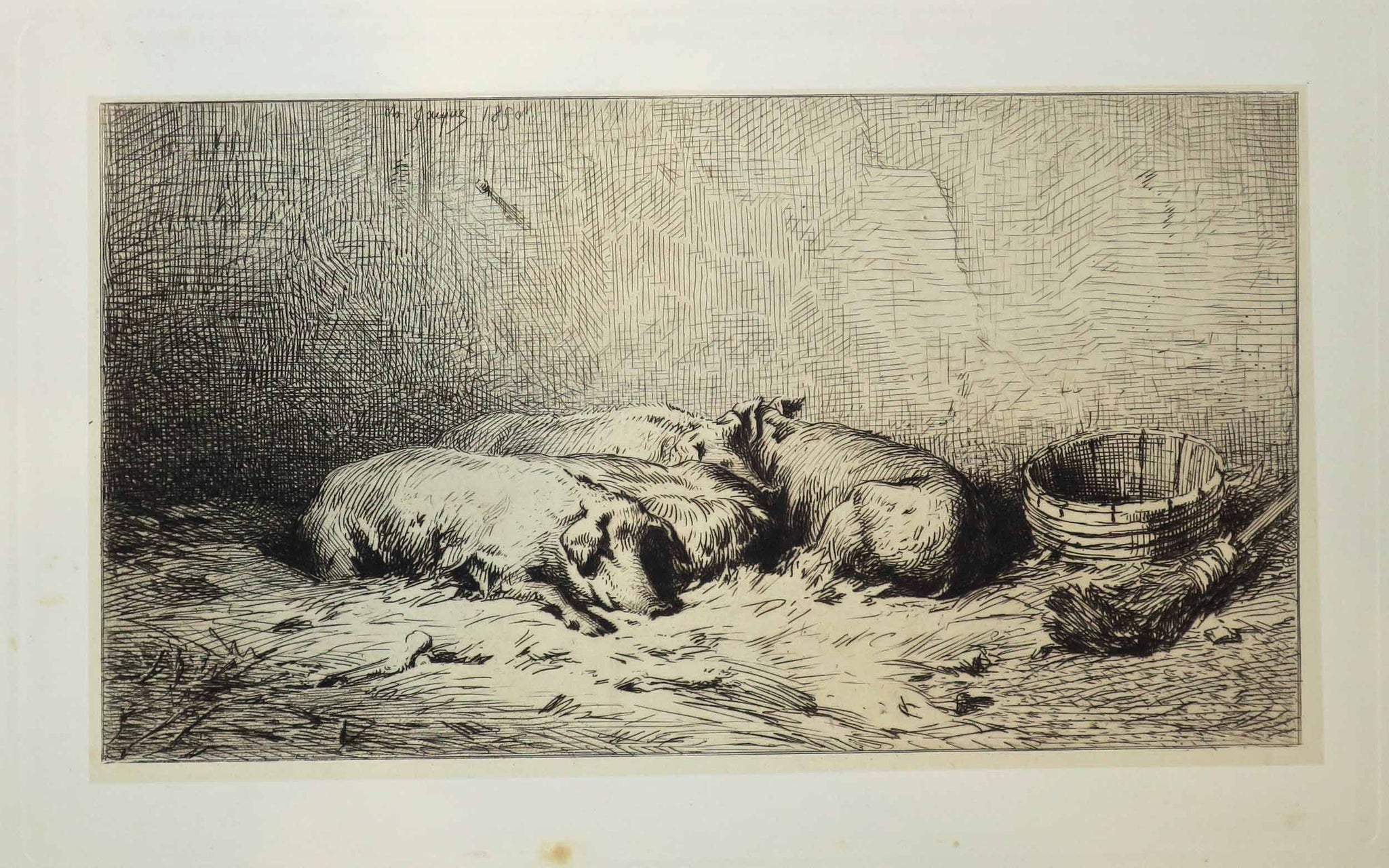 Quatre porcs couchés.