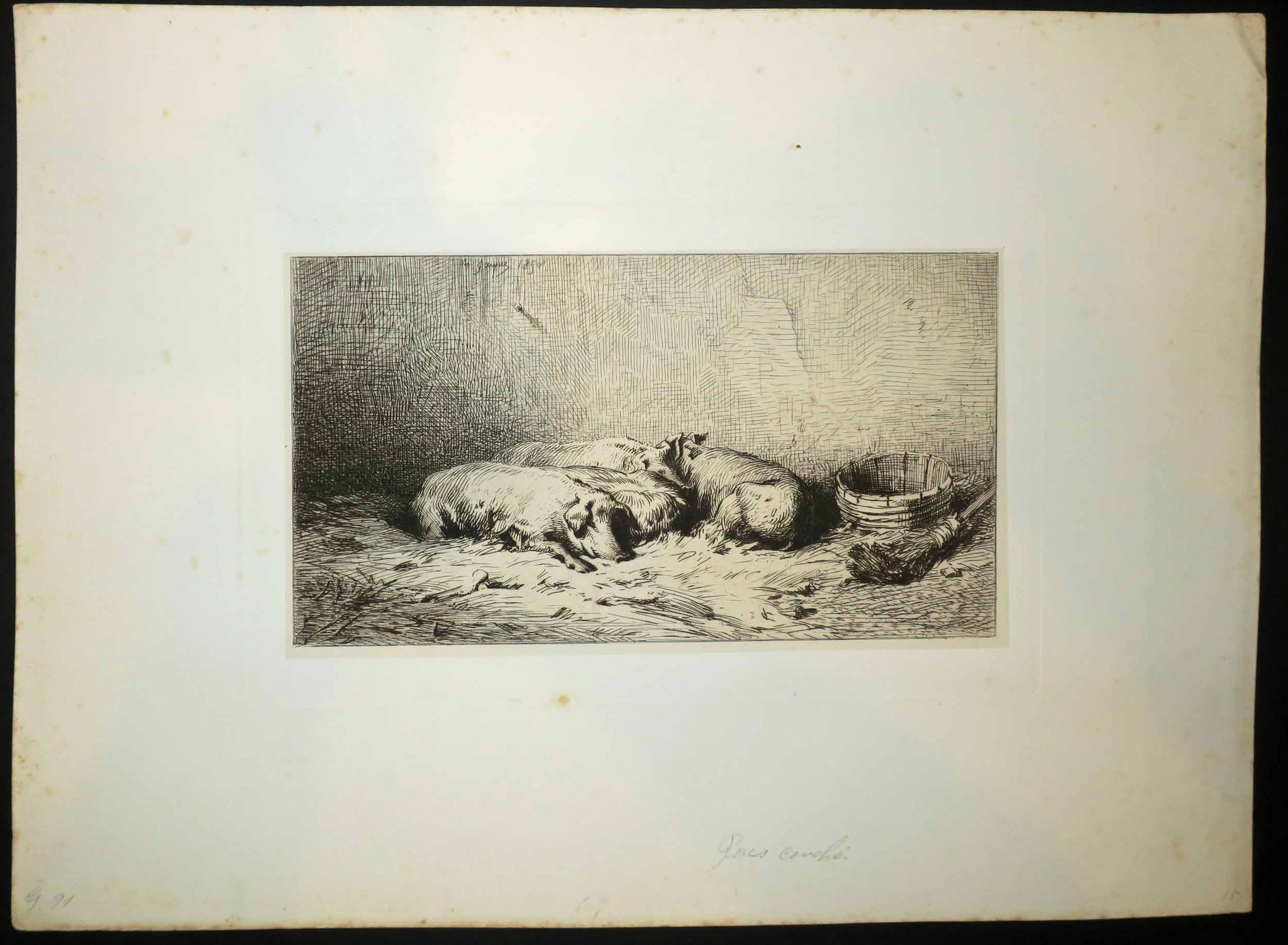 Quatre porcs couchés.