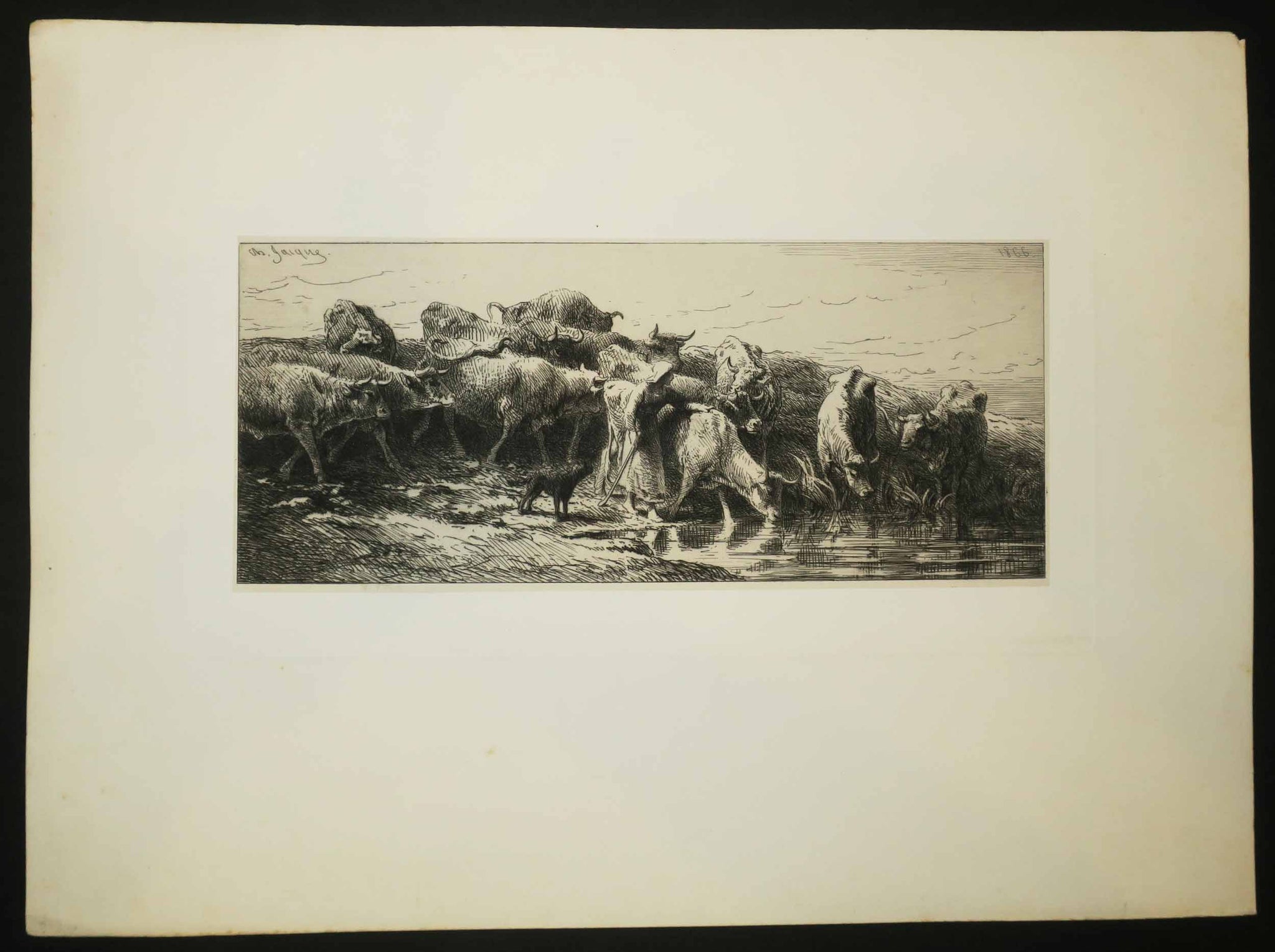 Vaches à l'abreuvoir.