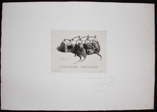 Charger l'image dans la galerie, La souricière.