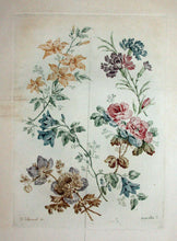 Charger l'image dans la galerie, Planche de "Nouvelle suite de cahiers de fleurs naturelles à l'usage des dessinateurs et des peintres dessinés par Jean Pillement".