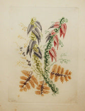 Charger l'image dans la galerie, Planche de "Nouvelle suite de cahiers de fleurs idéales à l'usage des dessinateurs et des peintres, inventés et dessinés par Jean Pillement, gravés par Anne Allen, N°4". Planche de