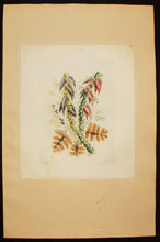 Charger l'image dans la galerie, Planche de "Nouvelle suite de cahiers de fleurs idéales à l'usage des dessinateurs et des peintres, inventés et dessinés par Jean Pillement, gravés par Anne Allen, N°4". Planche de