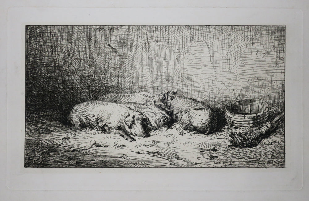 Porcs couchés.