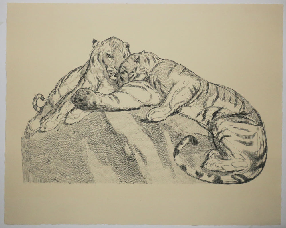 Deux tigres au repos.