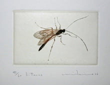 Charger l'image dans la galerie, Bittacus.