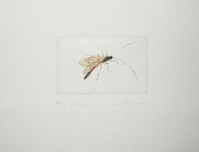 Charger l'image dans la galerie, Bittacus.