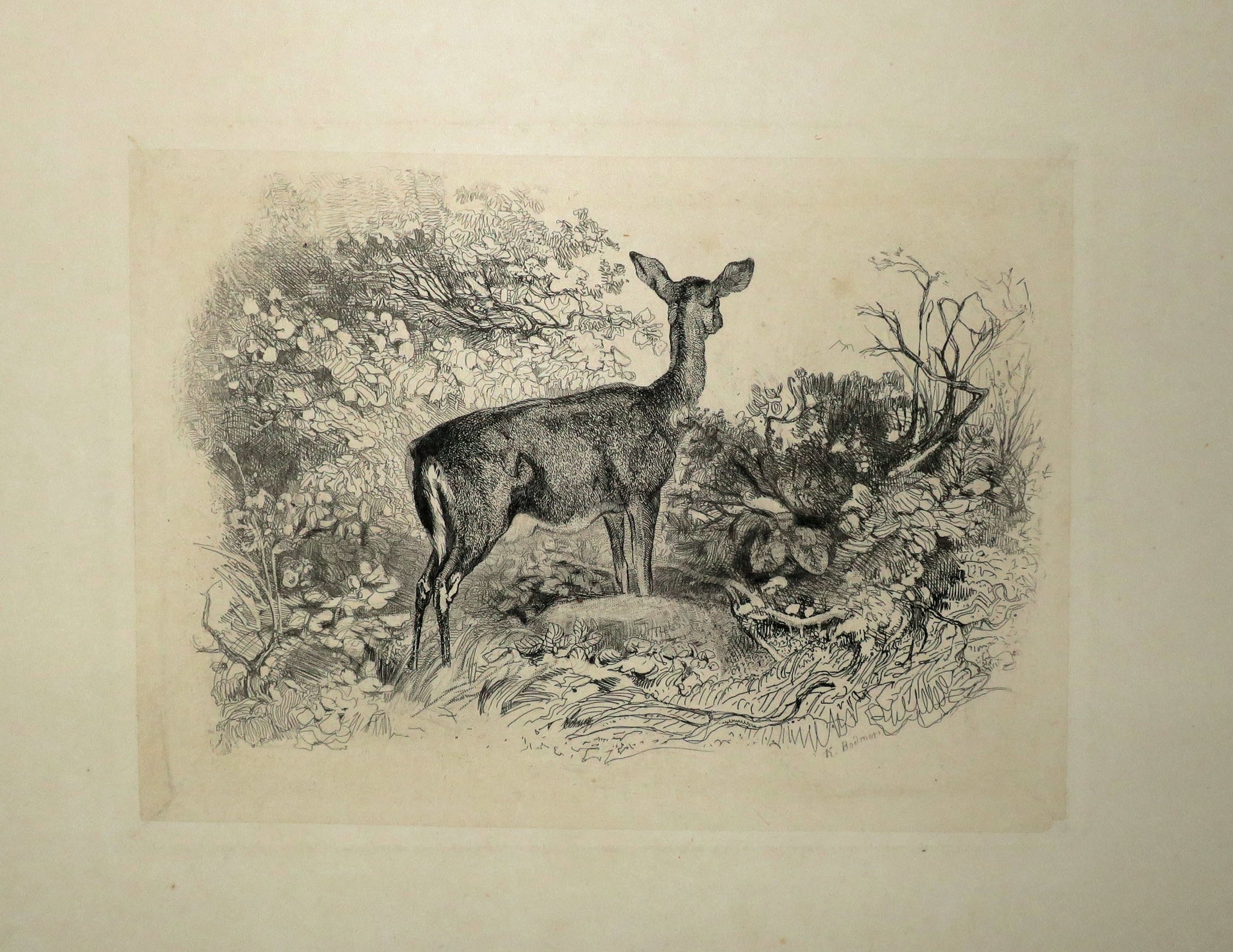 Une biche.