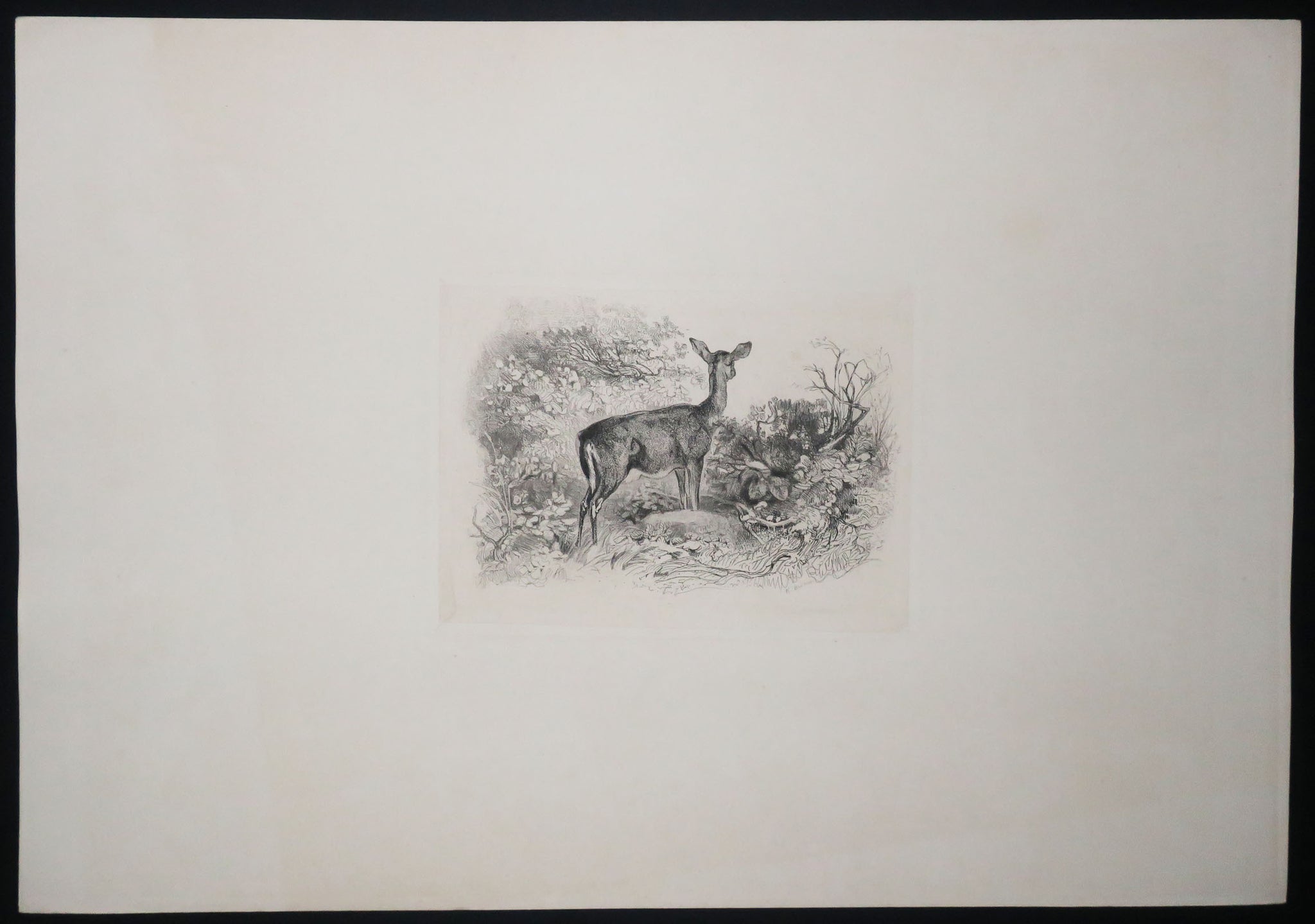 Une biche.