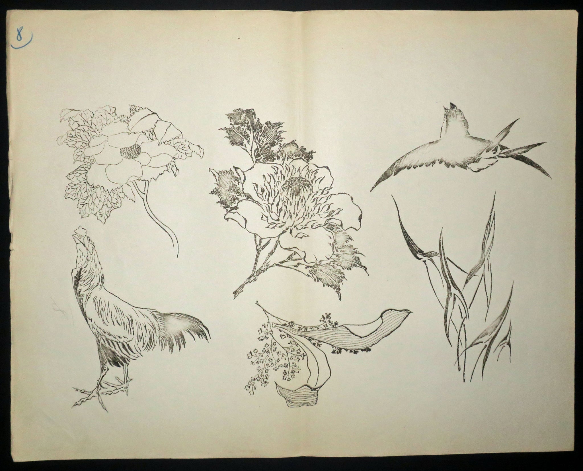 Hirondelle, coq, fleurs. Motifs pour le décor d’un service de table en faïence de la maison Rousseau.