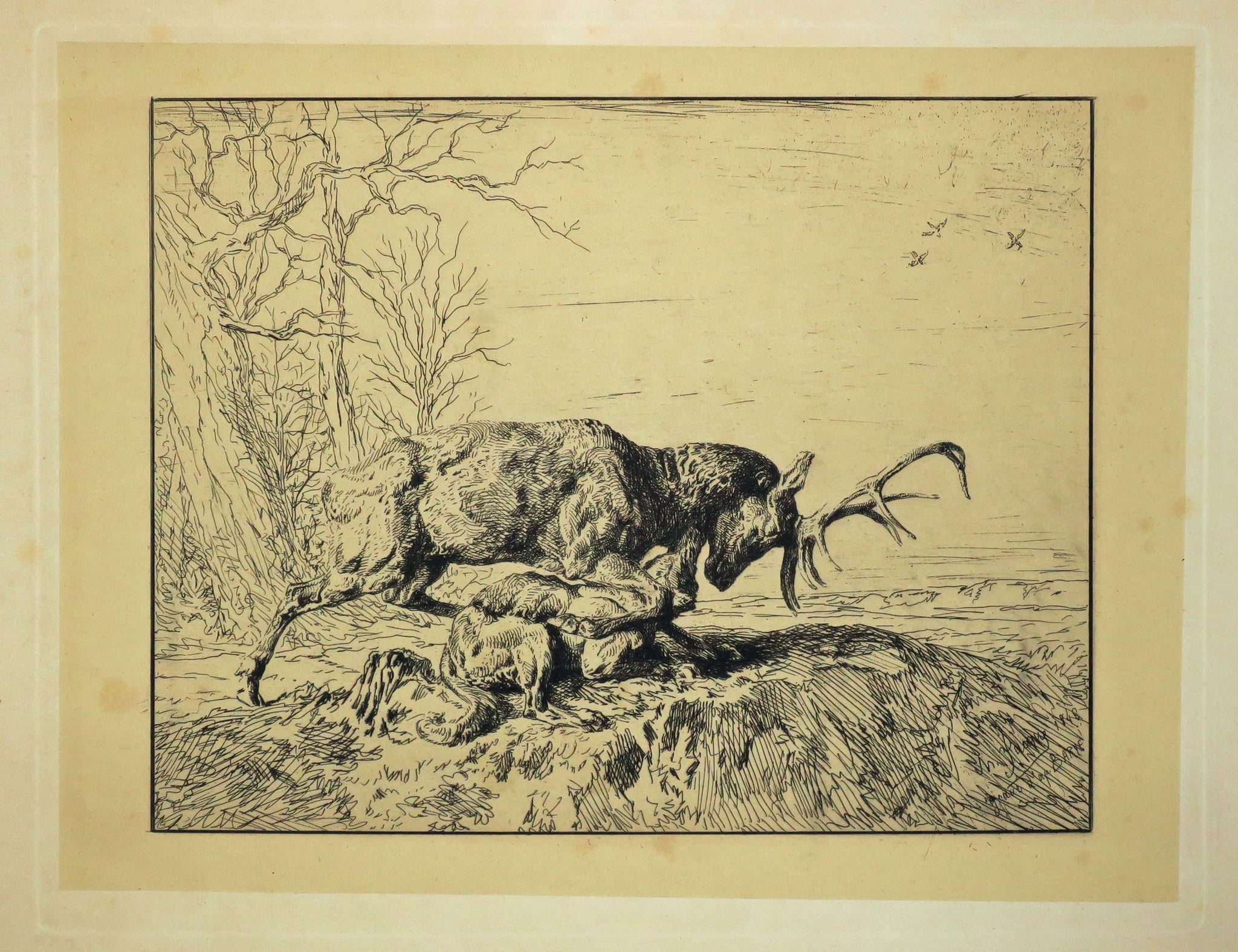 Cerf.