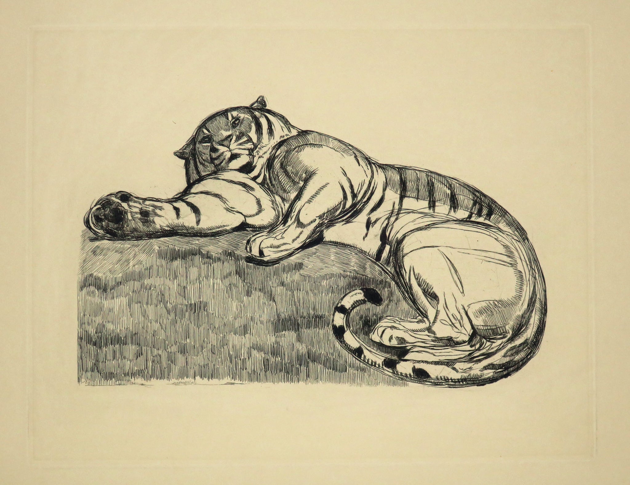 Tigre au repos. c.