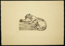 Charger l'image dans la galerie, Tigre au repos. c.