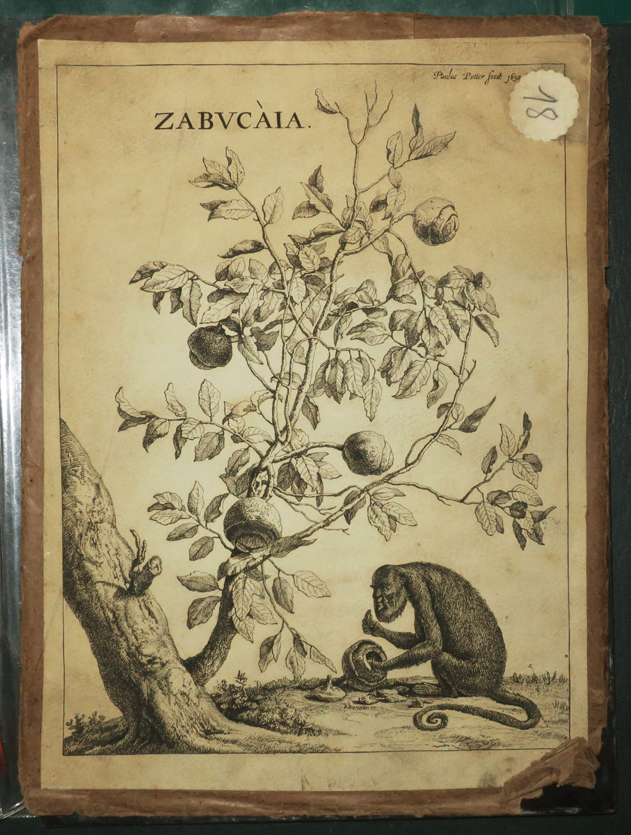 Zabucaia.