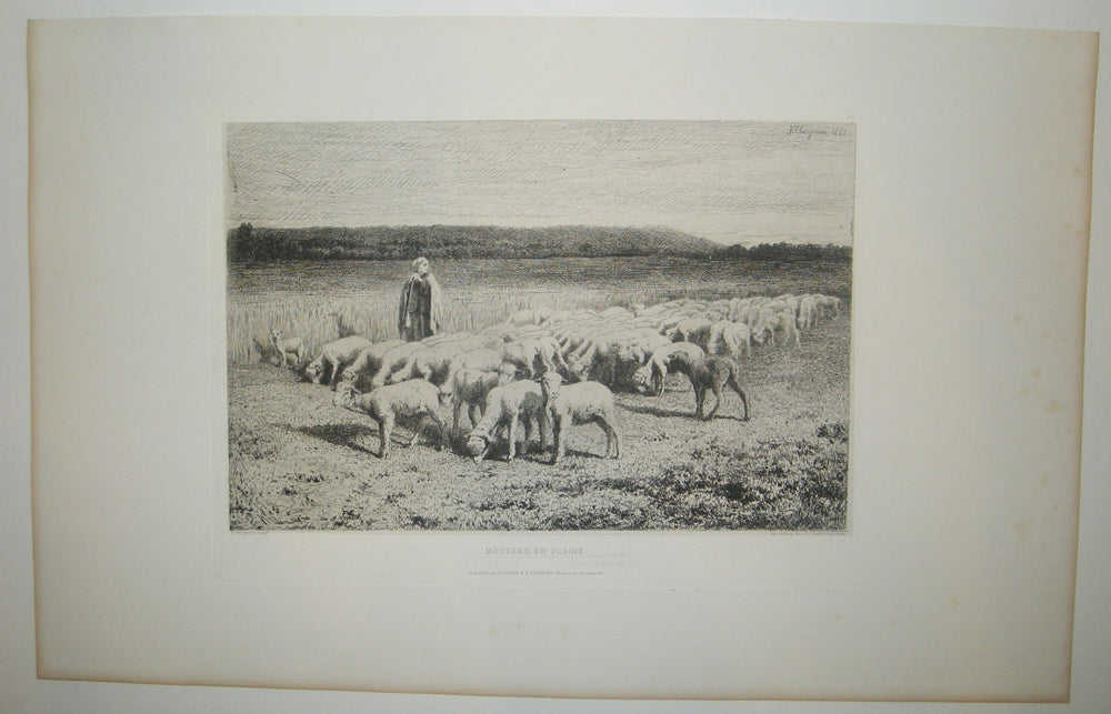 Moutons en plaine.