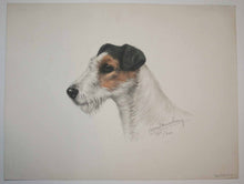 Charger l'image dans la galerie, Fox à poils durs.