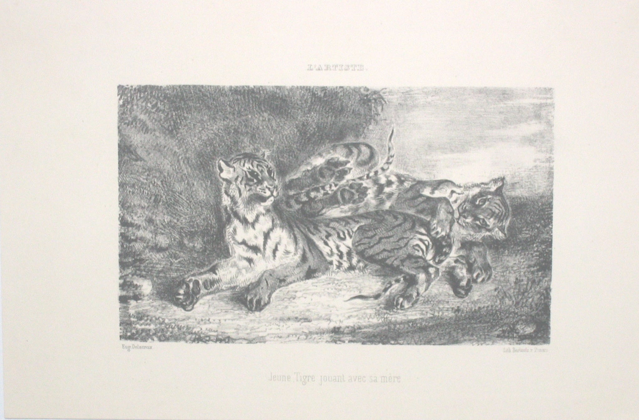 Jeune tigre jouant avec sa mère.