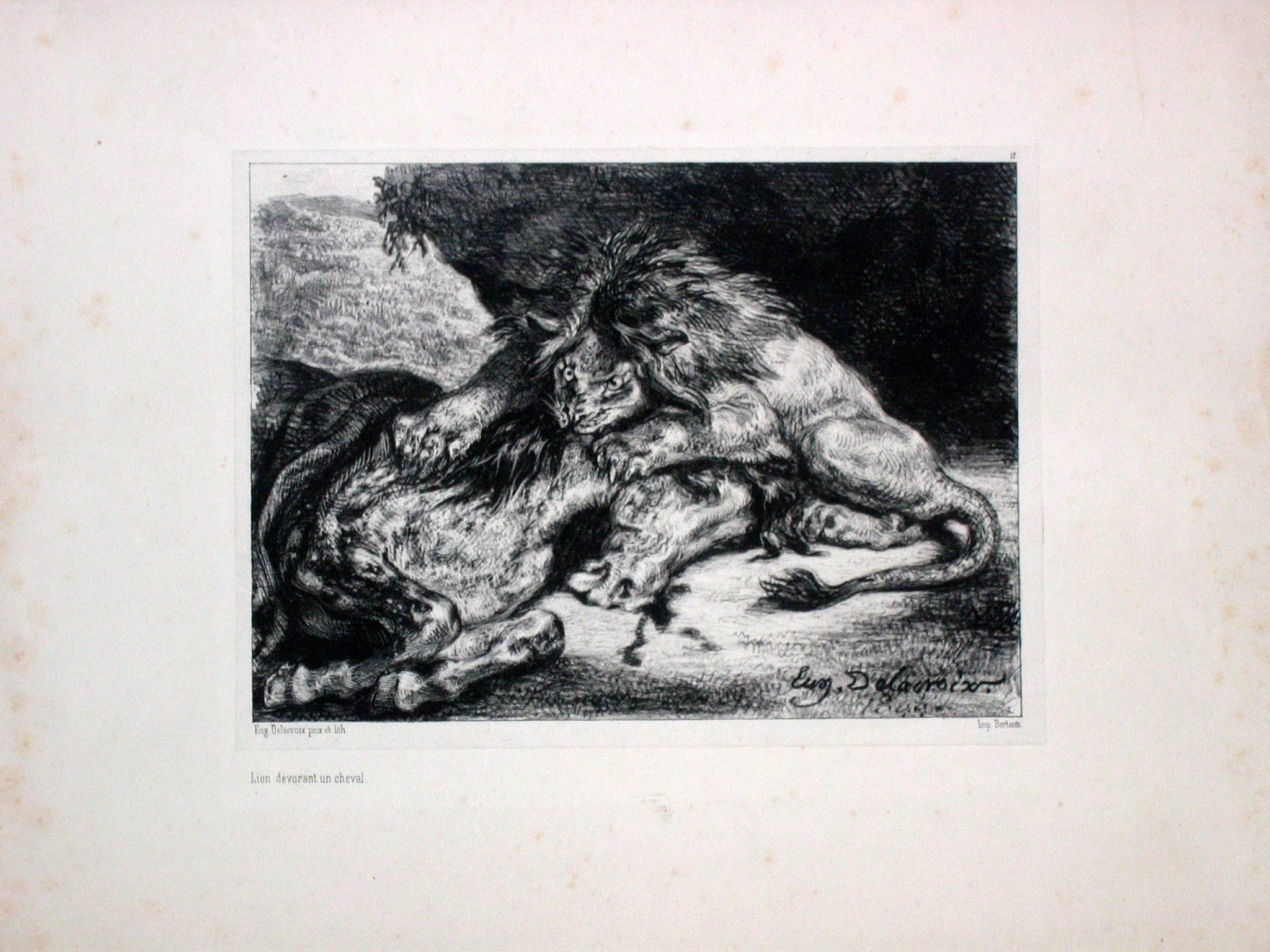 Lion dévorant un cheval.