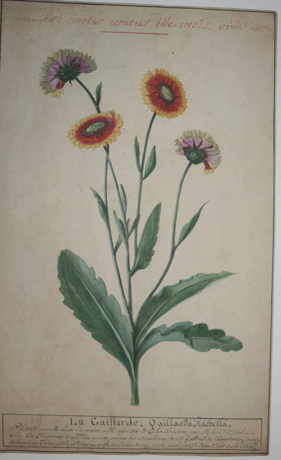 La Gaillarde. Gaillarda Pulchella. Plante nouvelle dont la graine a été apportée de La Louisiane par M. Le Cte. D'Essales. M. De Fougeroux à qui il en a fait présent lui a donné le nom de M. Gaillard de Charentoneau, son ami. On l'a vu en fleur pour la première fois en 1787 au Jardin du Roy, et cette année (1789) à Dijon, dans celui de Mt.Poly.