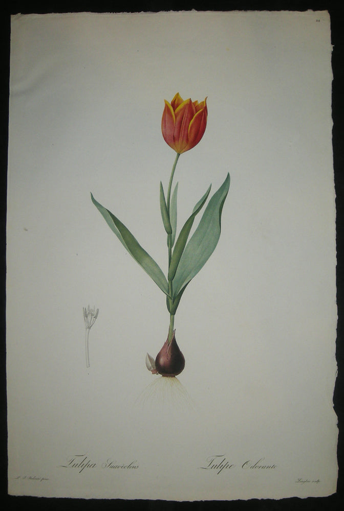 Tulipe odorante.