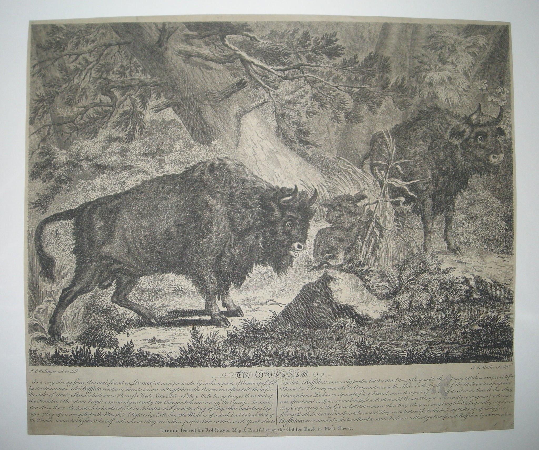 The Buffalo.