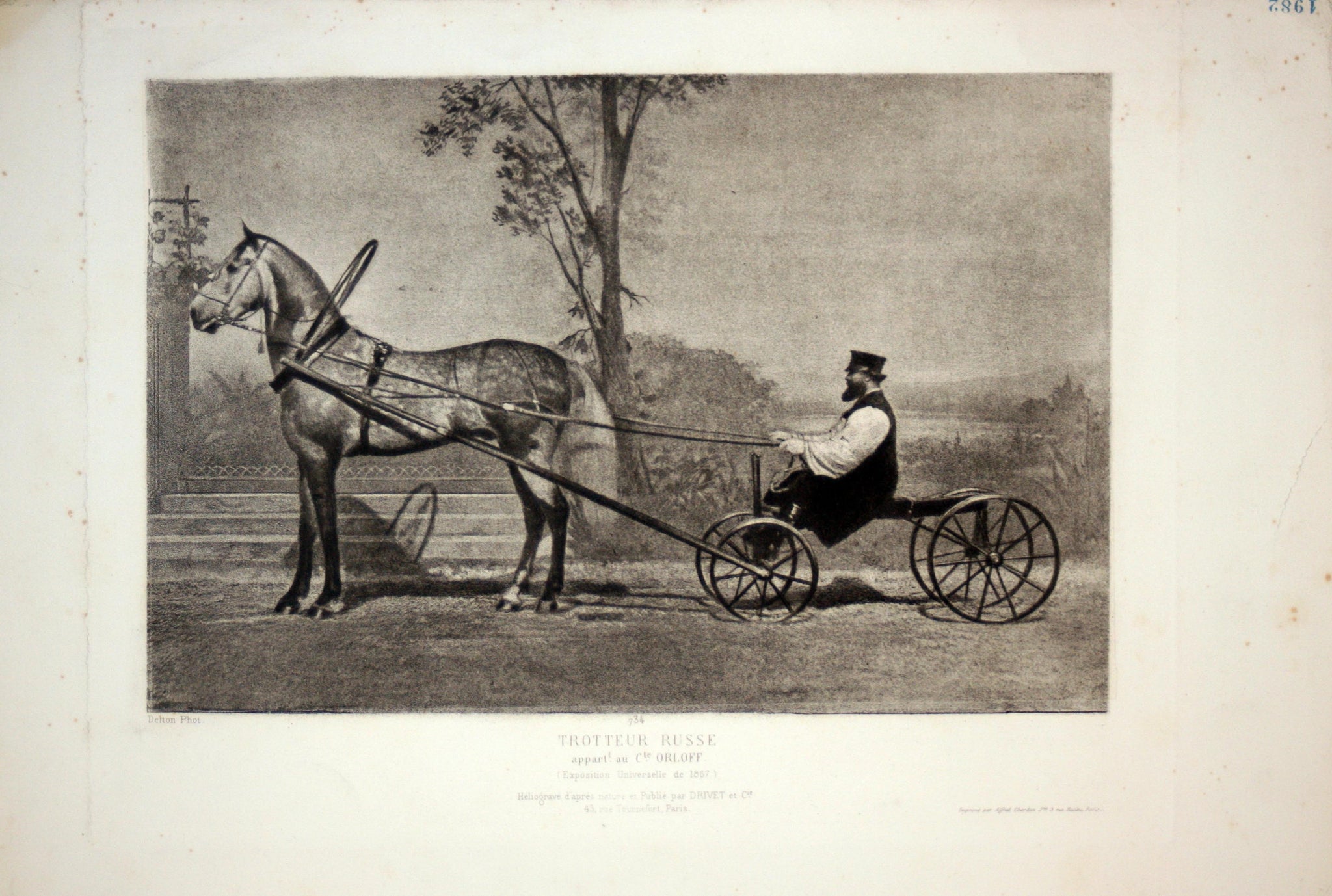 Trotteur russe appartenant au Cte Orloff.