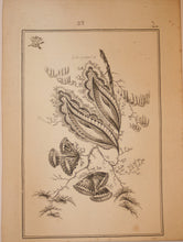 Charger l'image dans la galerie, Fleurs Idéalle inventée et dessinée par Jean Pillement, Premier peintre du Roy de Pologne et gravée par Edouard Gautier Dagoty.