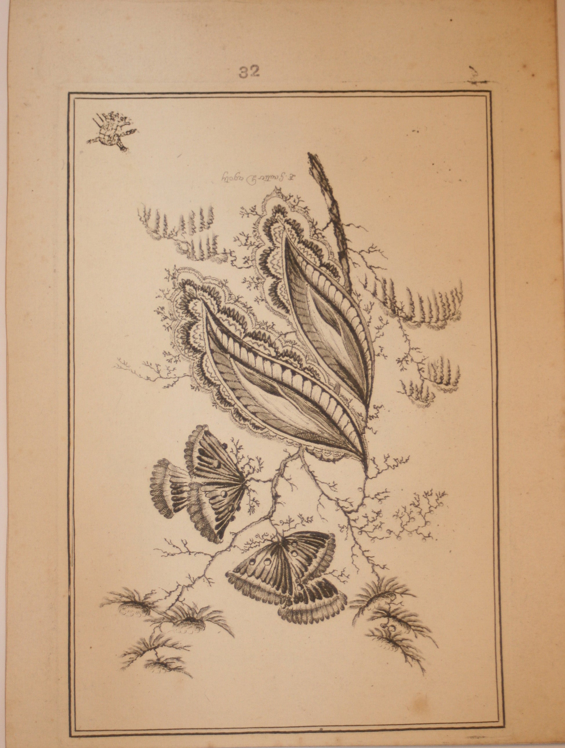 Fleurs Idéalle inventée et dessinée par Jean Pillement, Premier peintre du Roy de Pologne et gravée par Edouard Gautier Dagoty.