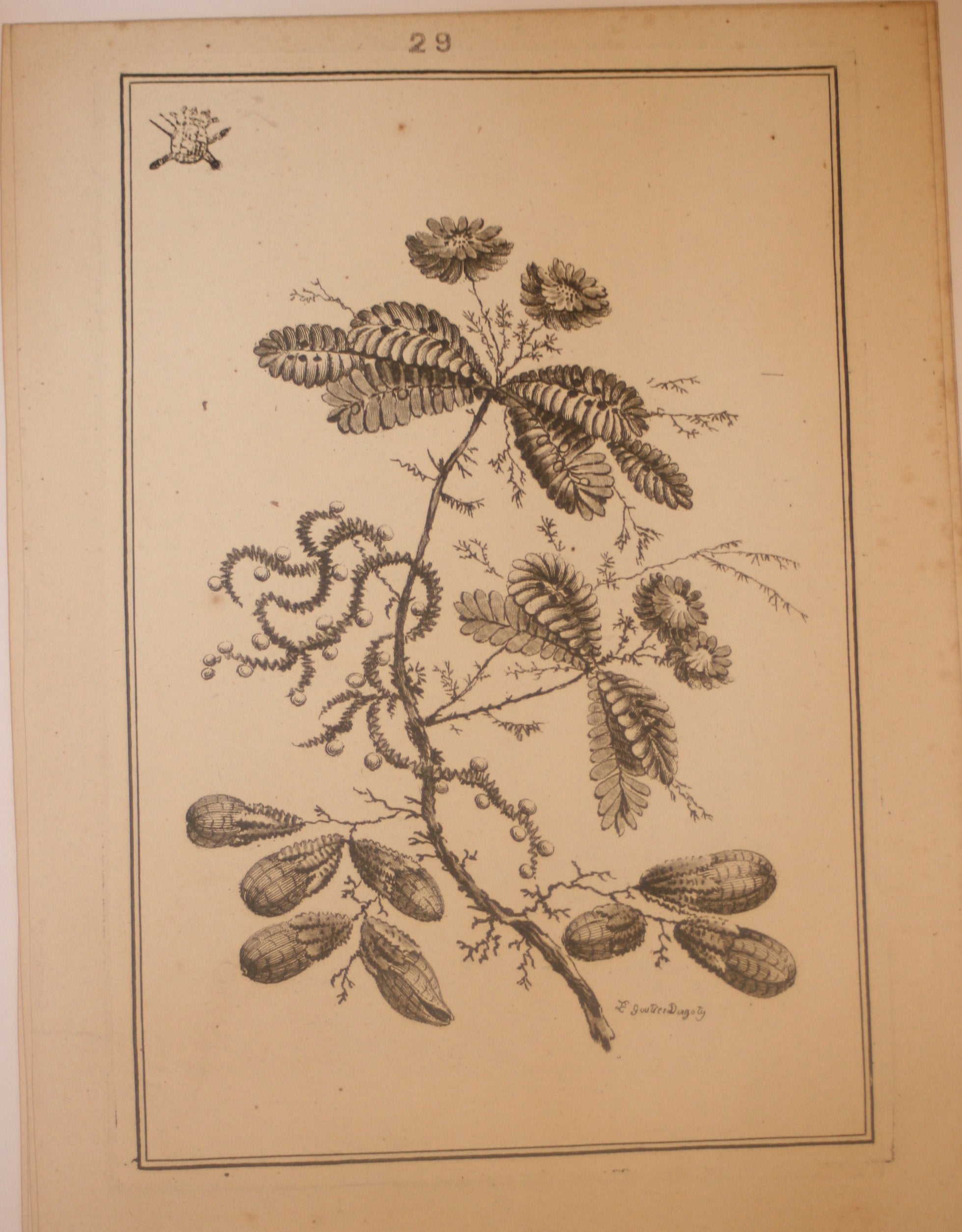 Fleurs Idéalle inventée et dessinée par Jean Pillement, Premier peintre du Roy de Pologne et gravée par Edouard Gautier Dagoty.