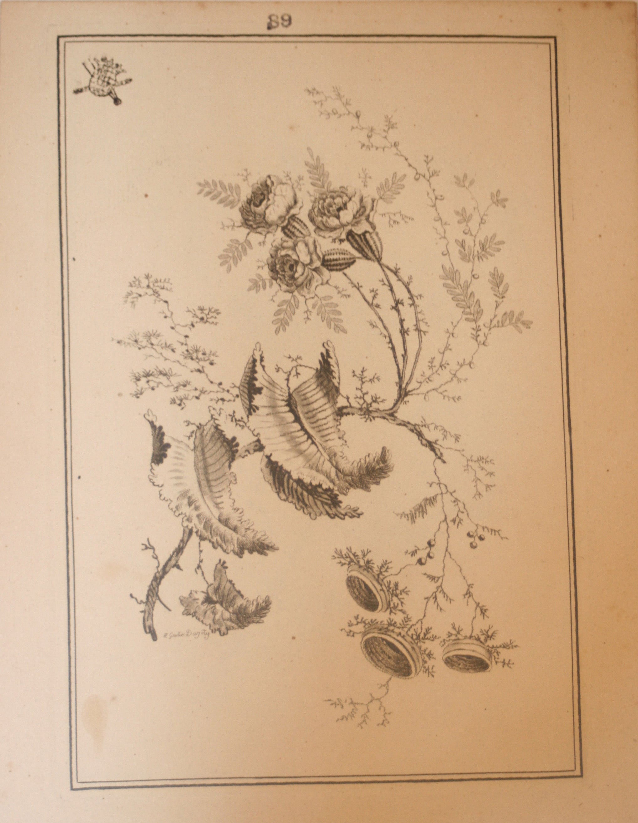 Fleurs Idéalle inventée et dessinée par Jean Pillement, Premier peintre du Roy de Pologne et gravée par Edouard Gautier Dagoty.
