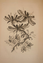 Charger l'image dans la galerie, Recueil de Nouvelles Fleurs de goût; pour la Manufacture des Etoffes de Perse, inventées et dessinées par Jean Pillement, peintre de Sa Majesté, le Roi de Pologne.