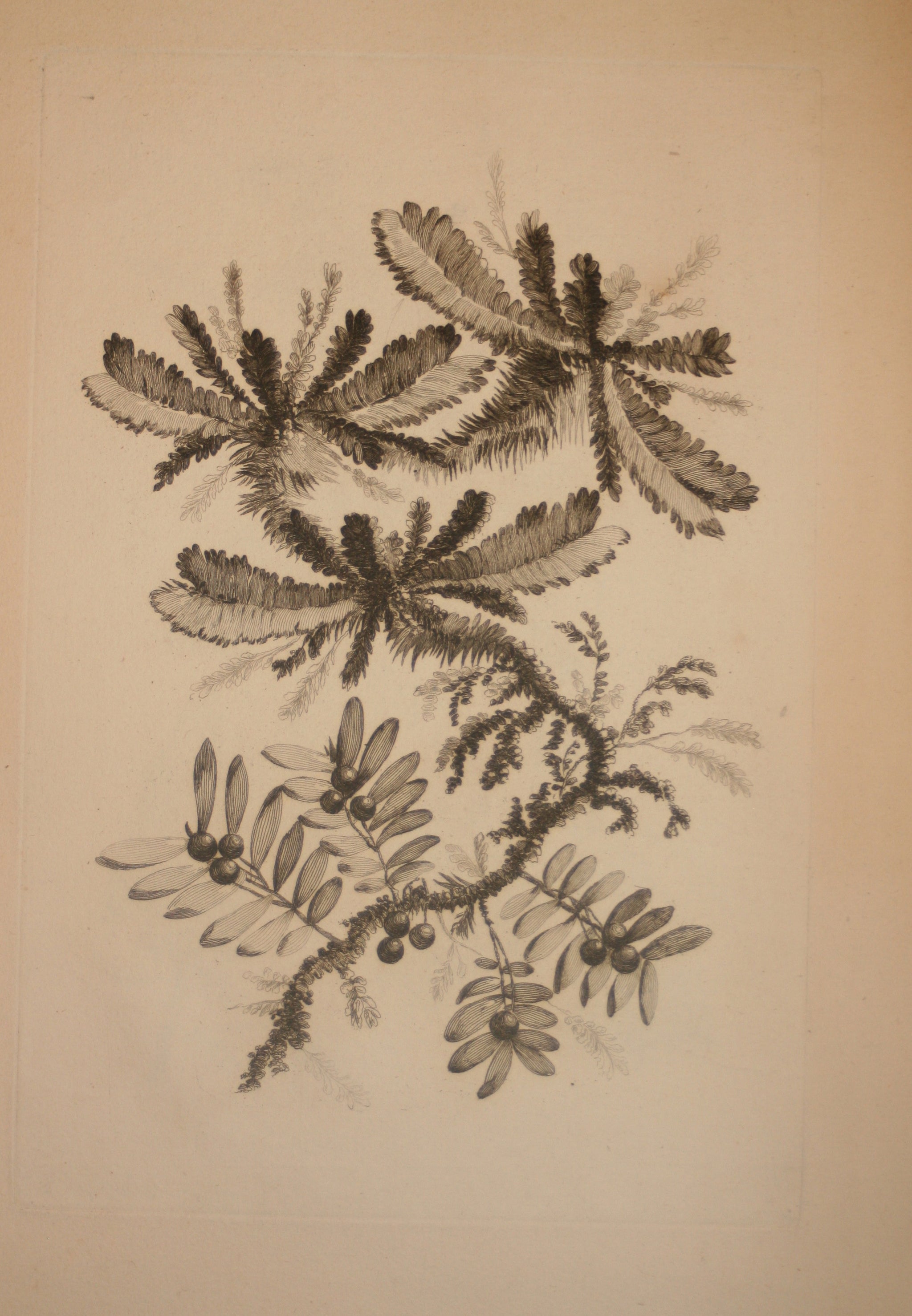 Recueil de Nouvelles Fleurs de goût; pour la Manufacture des Etoffes de Perse, inventées et dessinées par Jean Pillement, peintre de Sa Majesté, le Roi de Pologne.