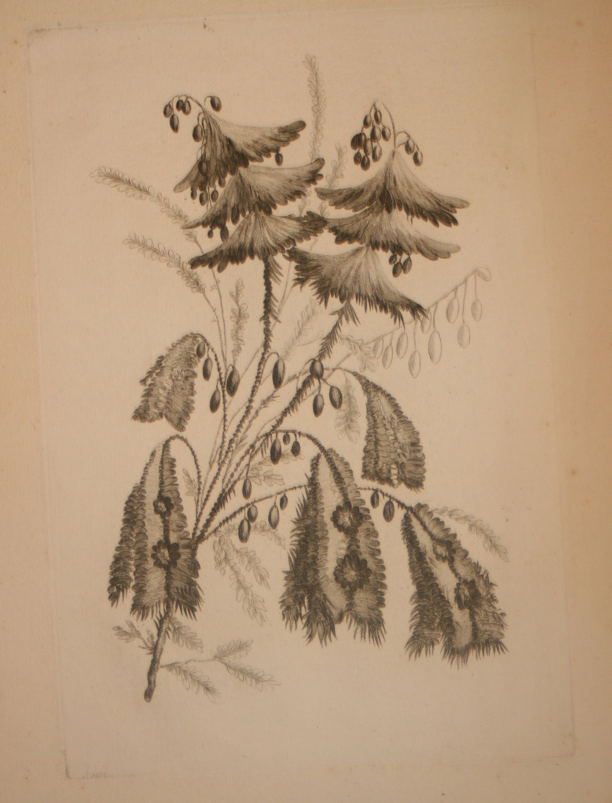 Recueil de Nouvelles Fleurs de goût; pour la Manufacture des Etoffes de Perse, inventées et dessinées par Jean Pillement, peintre de Sa Majesté, le Roi de Pologne.