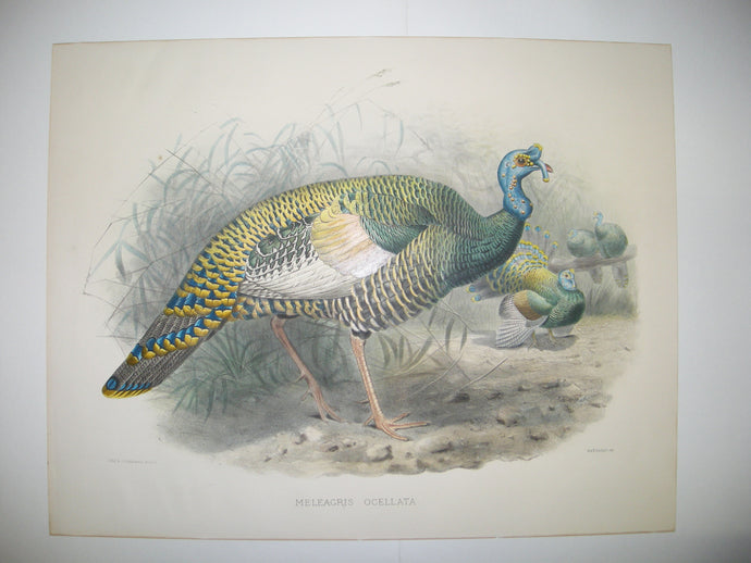 Meleagris ocellata (Dindon ocellé).