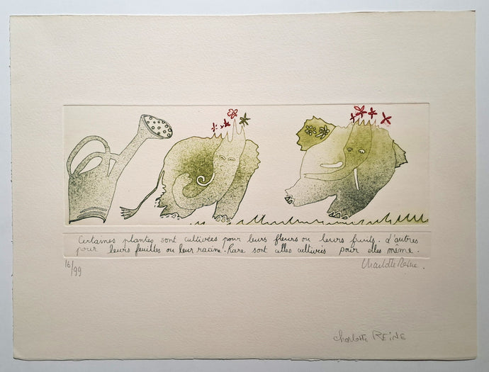 REINE Charlotte. Certaines plantes. Gravure signée. 